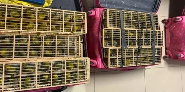 Homem é preso com 400 pássaros escondidos em mala durante embarque em aeroporto