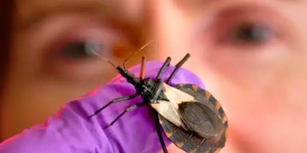 Casos de Doenças de Chagas reduzem em quase 30% no Estado do Pará