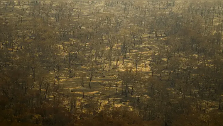 Multas contra incêndios criminosos somam R$ 224 milhões