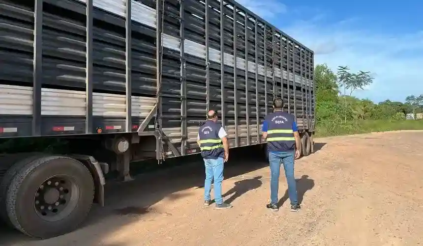 Secretaria da Fazenda (Sefa) apreende 90 cabeças de gado bovino na Transamazônica