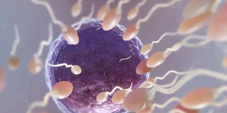 Cientistas começam a testar anticoncepcional masculino em humanos