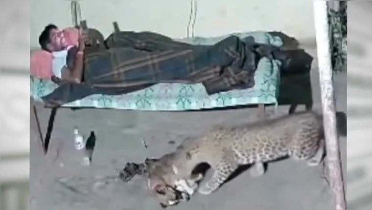 Vídeo: onça ou leopardo? Cachorro é atacado enquanto dono olhava celular