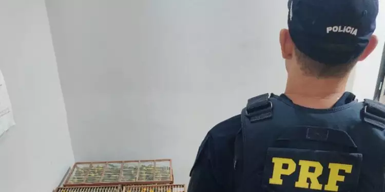 PRF resgata 250 pássaros silvestres transportados ilegalmente em Altamira