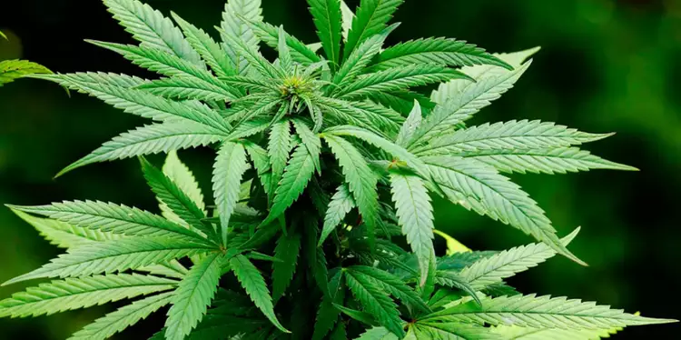 Maconha é detectada no teste de antidopagem? Veja lista de substâncias proibidas (Foto/Pixabay)