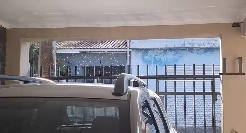 Vídeo: idoso de 73 anos morre após ataque de abelhas