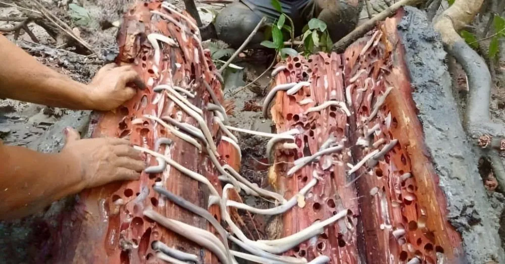 Turu e caldo de gurijuba podem integrar merenda escolar no Pará