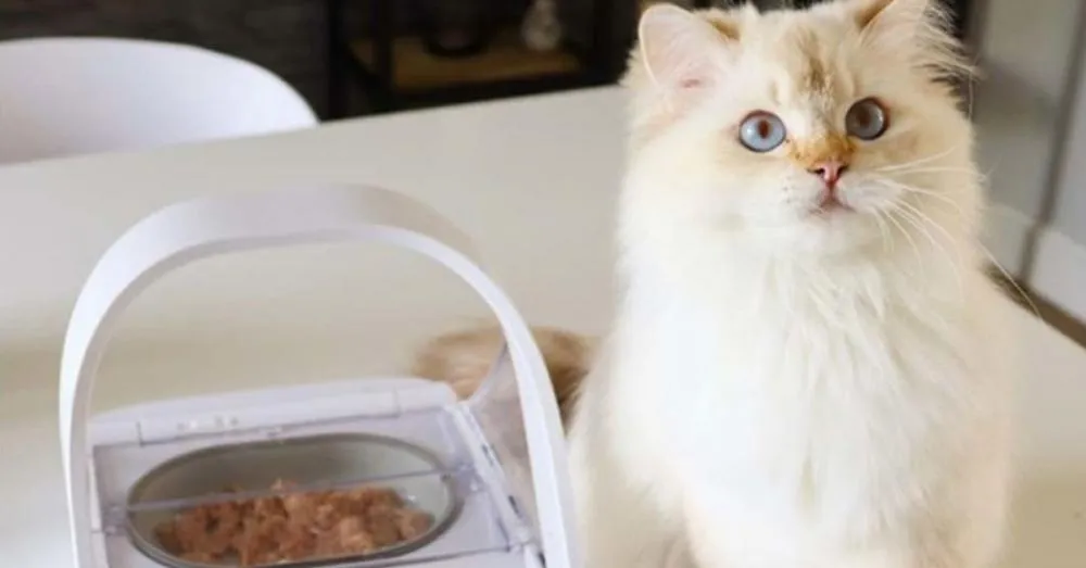 Quantas vezes alimentar seu gato? Saiba a frequência ideal
