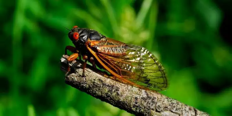 Canto da cigarra anuncia chuva? Saiba o que dizem os especialistas (Reprodução/TerraMagna)