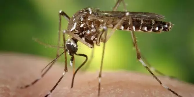 Anvisa publica registro da vacina contra a dengue do Butantan