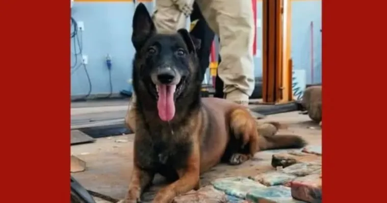 Cão-herói pioneiro da Guarda Municipal de Marabá, Ziah morre aos 12 anos