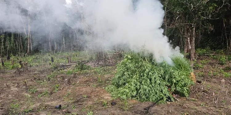 Polícia destrói 30 mil pés de maconha e recupera moto roubada em São Domingos do Capim