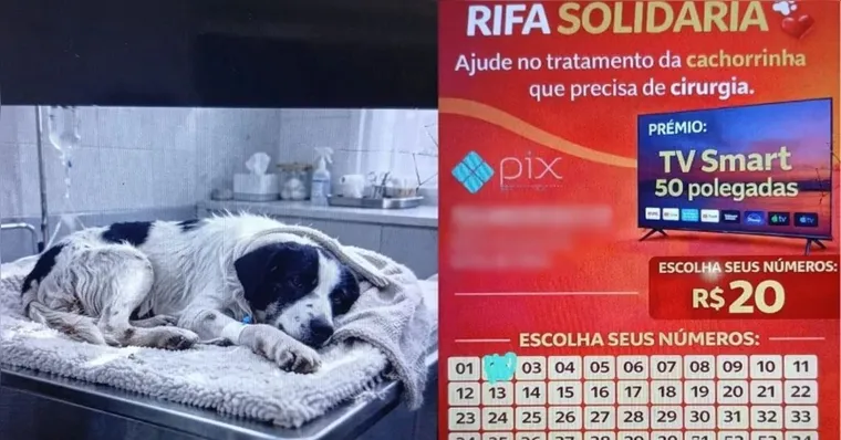 Mulher usa IA para fazer cão doente e pedir doações em Marabá