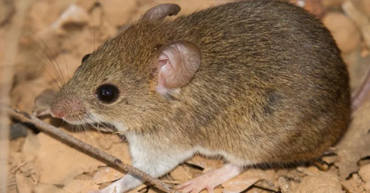 A transmissão para humanos acontece por contato com partículas presentes em urina, fezes e saliva de roedores infectados. | Reprodução / Agência Minas
