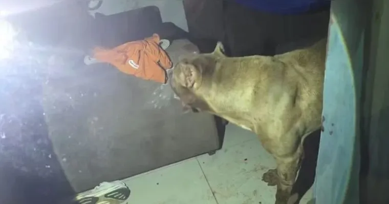 Segundo informações, o cachorro seria de um vizinho | Divulgação