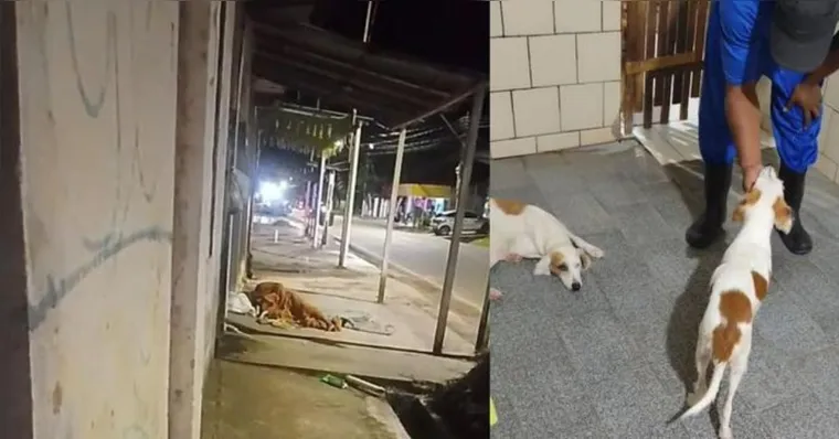 As cachorras eram constantemente abusadas pelo suspeito | Reprodução/Aufamily