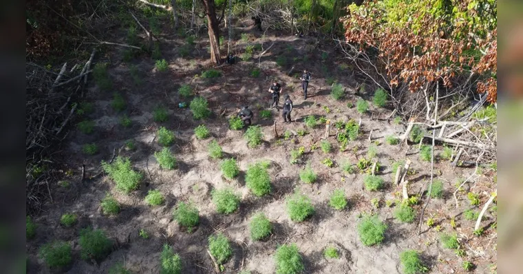 Vídeo: plantação com 500 pés de maconha é destruída no Pará
