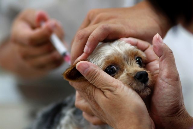 Confira os locais de vacinação do Dia D contra a raiva animal