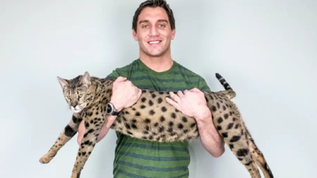 Gato com quase 48 cm de altura ganha título de maior do mundo no Guinness