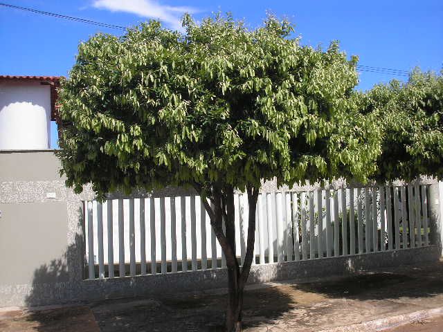 Semma pede que moradores solicitem orientação para plantio de árvores nas calçadas